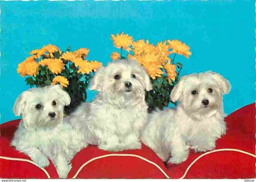 Carte postale animaux - carte,