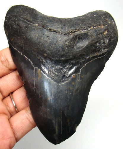 Megalodon shark tooth - shark, real