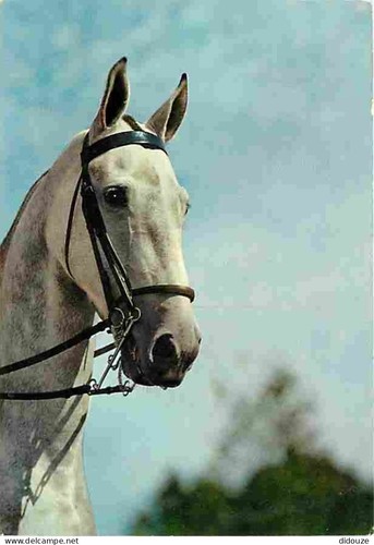 Postcard animals horses - postcard,
