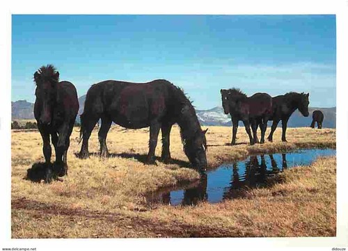 Carte postale animaux - -,