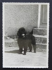 Antique Photo: DOG (POODLE) circa 1930 - 12.5 x 17.5 cm