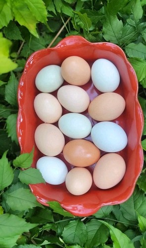 Fertile hatching eggs - 12,