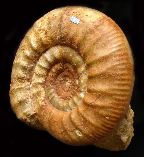 Ammonites callovien - ammonites, du