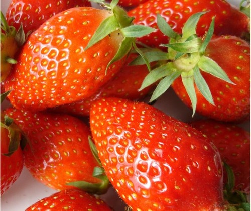 Graines fraise gariguette - graines,