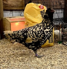 🎱 12 FERTILE HATCHING E G G