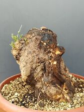 Bonsaï olivier 24 x 20 cm en