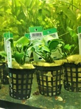 ANUBIA BARTERI VARIETE NANA