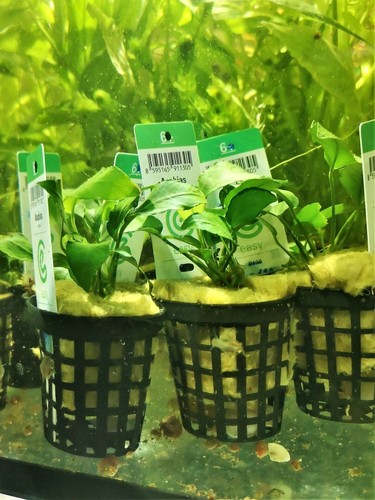 Anubia barteri variete nana - barteri,