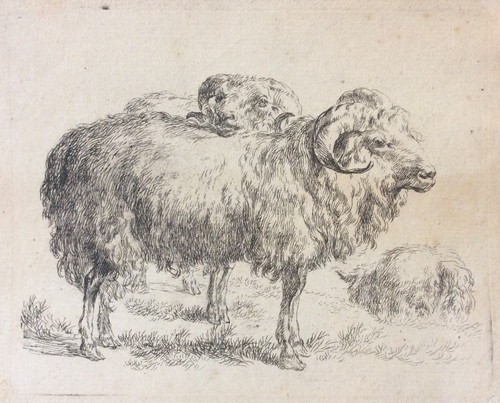 Deux béliers mouton - deux, un