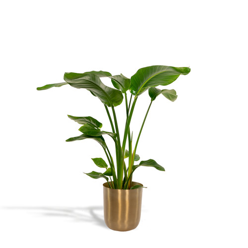 Strelitzia nicolai fleur - nicolai,
