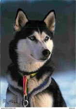 Carte Postale - Animaux -