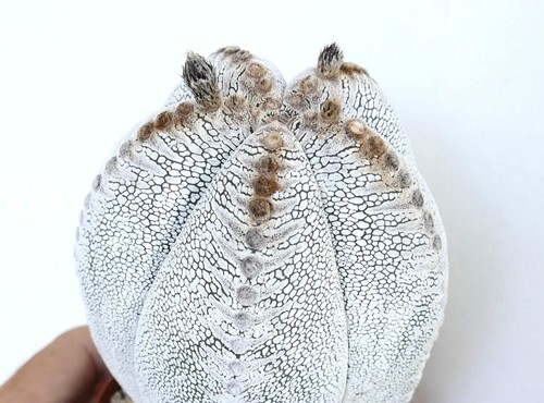 Astrophytum culttivar onzuka - astrophytum,