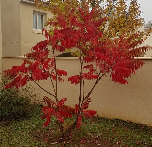 Rhus typhina sumac de - rhus,