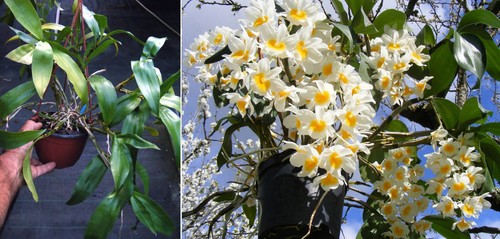 Dendrobium thyrsiflorum
