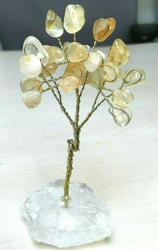 Bonzai arbre vie citrine - bonzai, de