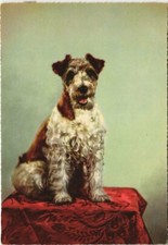 CPA AK Fox terrier DOG