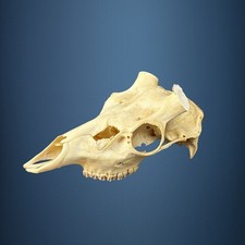 591KU Crane de cerf, bois de