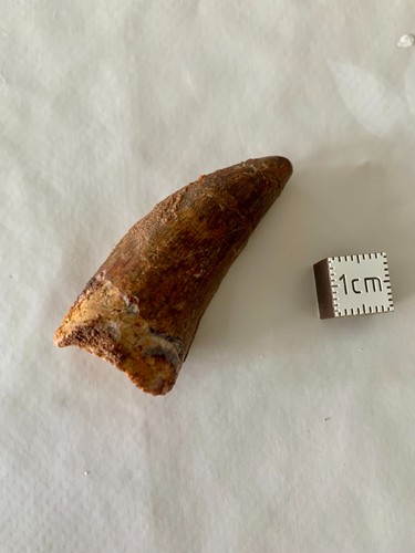 Dent carcharodontosaurus - de,