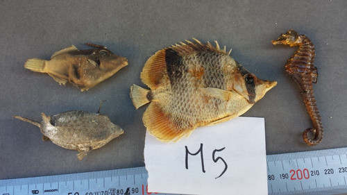 Petits poissons - 4,