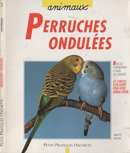 Perruche ondulée bien la - perruche,
