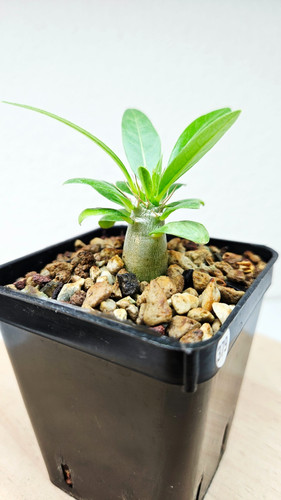 Pachypodium lealii ssp