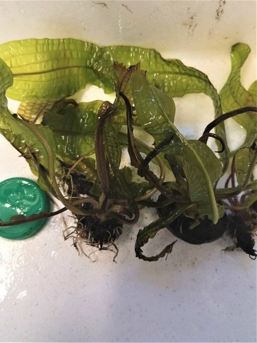 Aponogeton boivinianus plante - aponogeton,