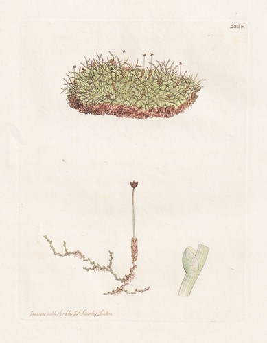 Jungermannia gracillima mousse - gracillima,