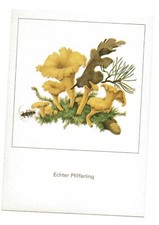 CANTHARELLUS CIBARIUS SCHMIDT MUSHROOM MUSHROOM MUSHROOM MUSHROOM MUSHROOM MUSHROOM   