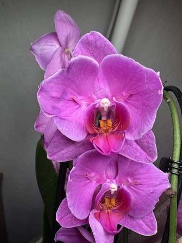 Phalaenopsis orchidée - phalaenopsis,
