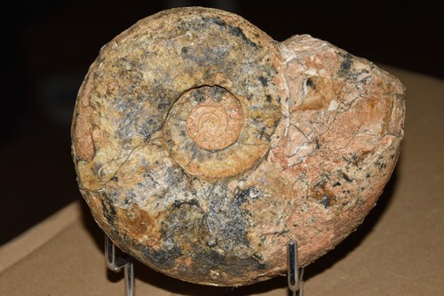 Grande ammonite