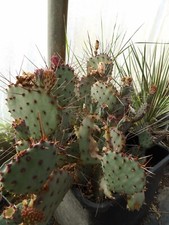 BOUTURE Opuntia  violacea 1 CUTTING frosthardy outdoor cactus