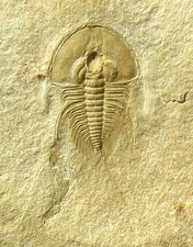 VERY COOL, LARGE LOWER CAMBRIAN OLENELLUS CHIEFENSIS TRILOBITE W/TELSON, NEVADA!