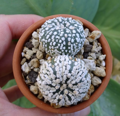 Astrophytum asterias super - astrophytum,