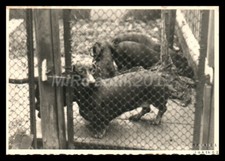 Photo, exposition canine