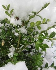 ♫ BUIS NAIN pour Bordures - Buxus ♫ Graines ♫ Arbuste Vivace, Haie Champêtre ♫ 