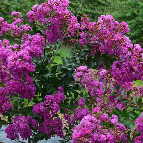 Lila des indes - , lagerstroemia
