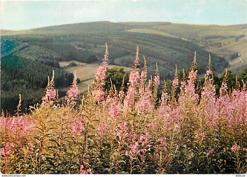 Carte postale belgique - postale,