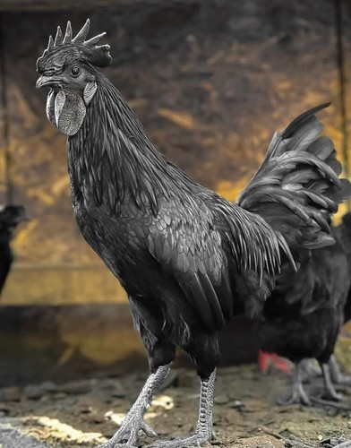 Ayam cemani hatching eggs - cemani,