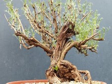 Bonsaï Artemisia Capillaris