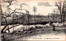 *67454 postcard 15 in Auvergne - sheep grazing