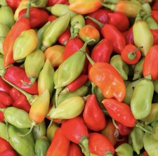 RARE PIMENT VEGETARIEN 100