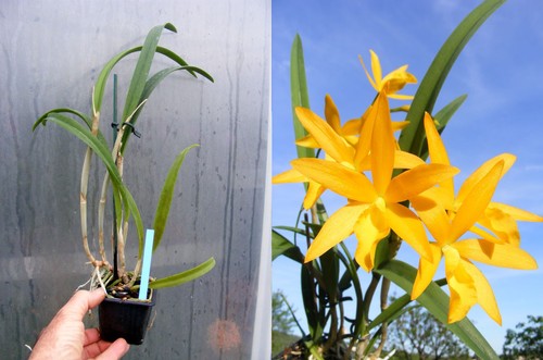 Laeliocattleya trick treat - trick,