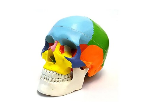 Anatomie squelette coloré - anatomie, du