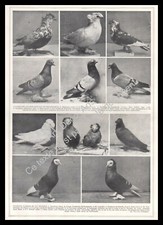 1927 Colombophilia Pigeons Races / Pigeons Drums, Monks, Romans 
