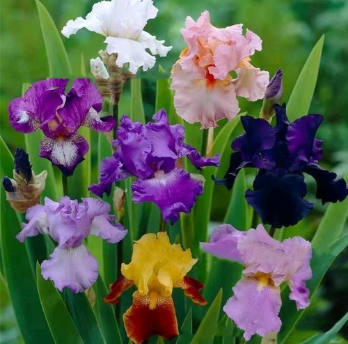 Lot rhizomes d iris - 5,