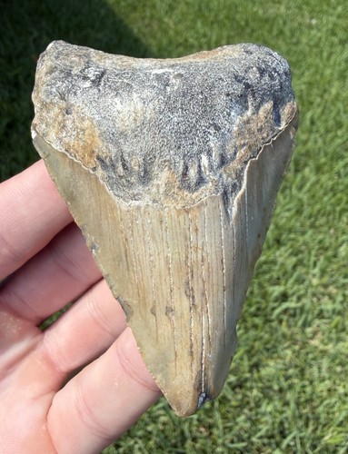 Natural megalodon - natural,