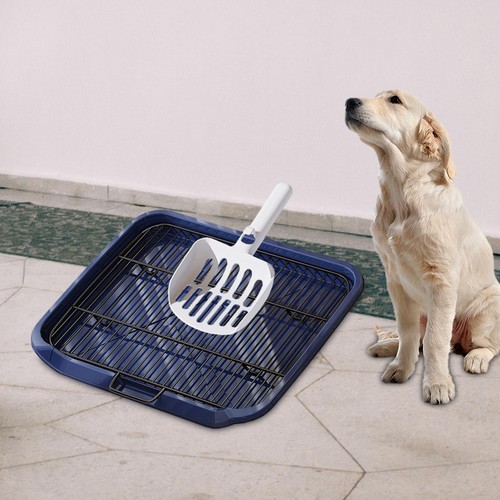 Dog toilet training - toilet, potty