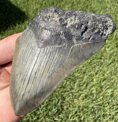 Natural megalodon - natural, 3.65”