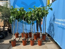 FIGUIER - FICUS CARICA 160 CM - FIGUIER FONCÉ - Rustique - Fruitier