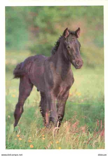 Carte postale animaux - postale,